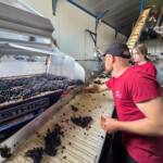 Javier Tortosa valora el comienzo de la vendimia de la garnacha tintorera y hace balance de la cosecha de variedades blancas