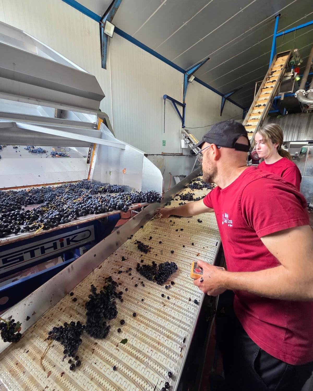En este momento estás viendo Javier Tortosa valora el comienzo de la vendimia de la garnacha tintorera y hace balance de la cosecha de variedades blancas